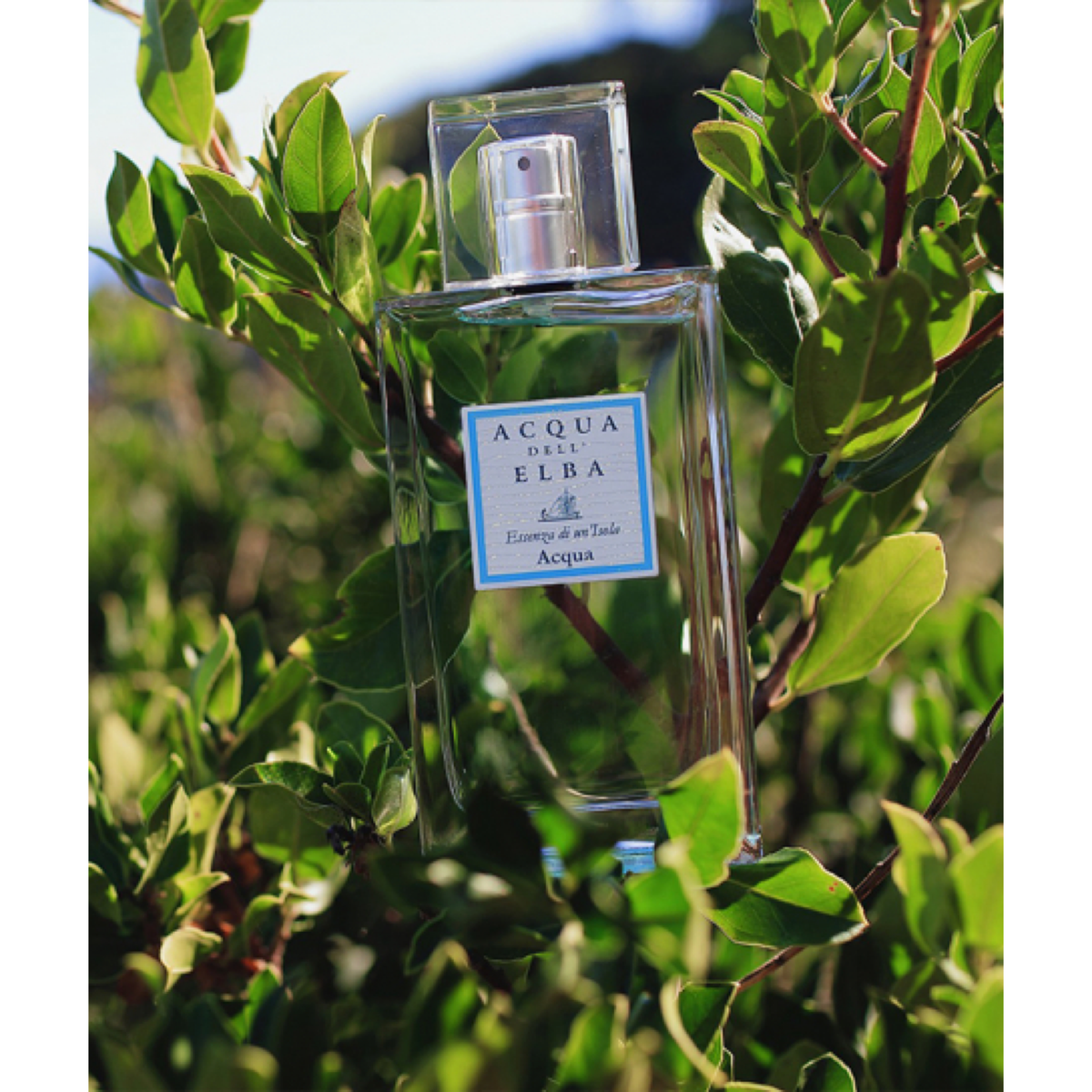 ACQUA — official  photograph; full original composition, proportionally resized