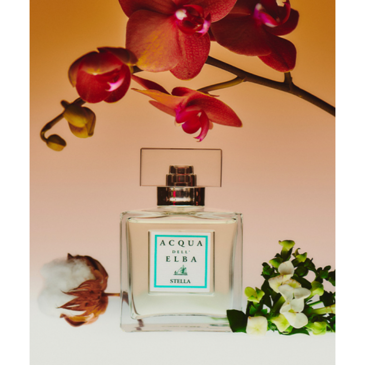 STELLA — official  photograph; full original composition, proportionally resized
